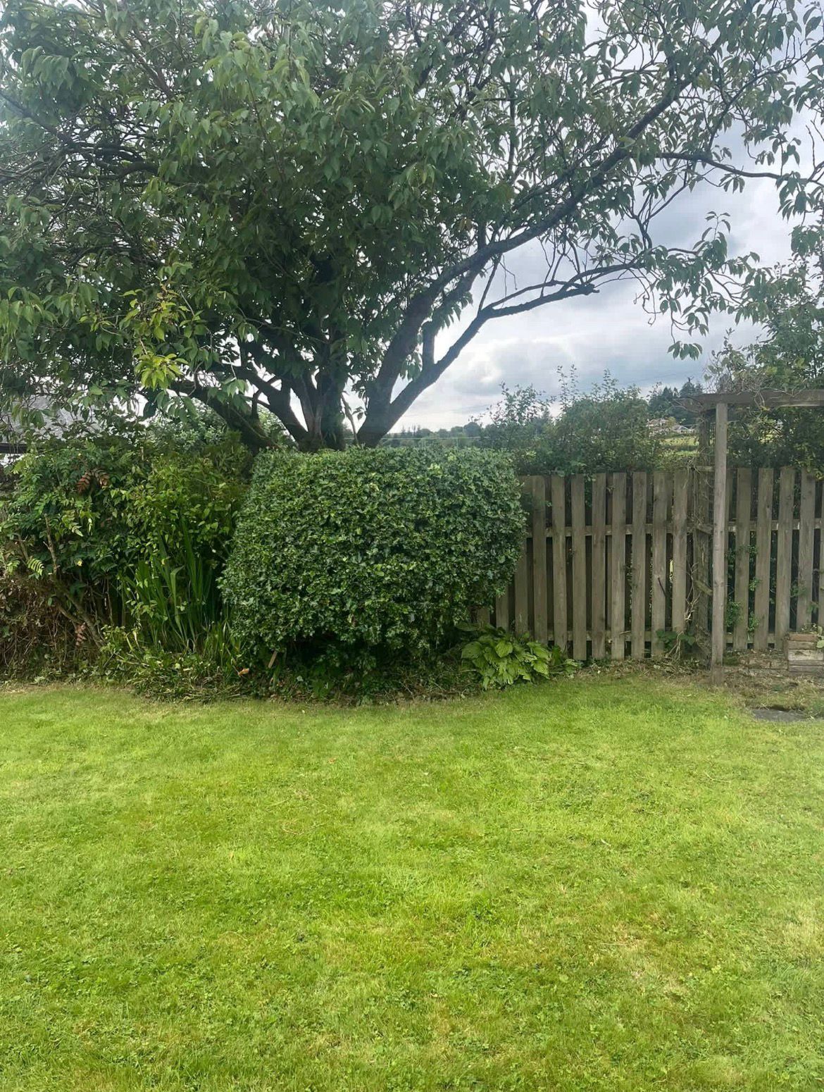 Well-maintained back garden with manicured lawn, trimmed hedge and mature tree in Ayrshire