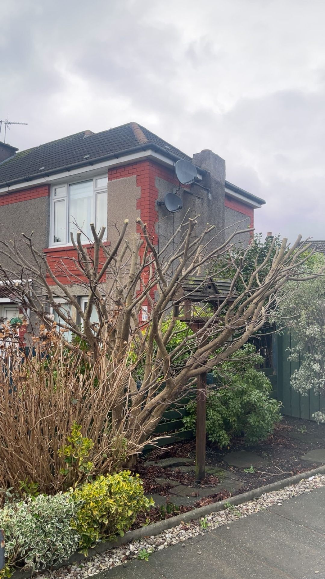 Street-side tree pruning and reshaping at an Ayrshire residential property — professional crown reduction by MWM
